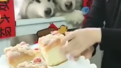 Special treat for husky Alaskan dogs