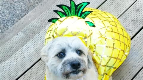 Dog or pineapple