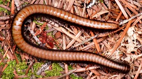 Millipede Facts a Millipede CAN'T HURT YOU! _ Animal Fact Files