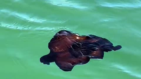 Atlantic Black Sea Hare