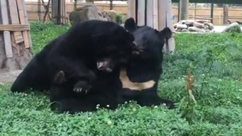 Rescatan a 5 osos lunares al borde de la locura después de 21 años de encierro y sufrimiento (2)