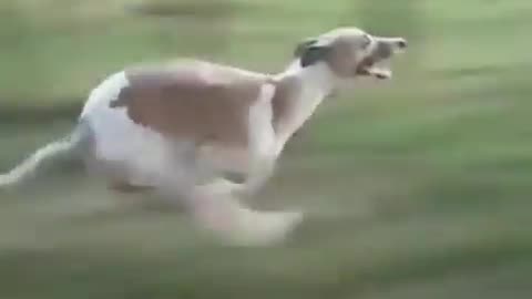 Speed of dog🐕🐕🐕