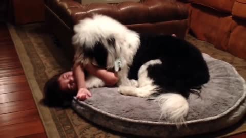 Loving dog won't stop kissing little girl