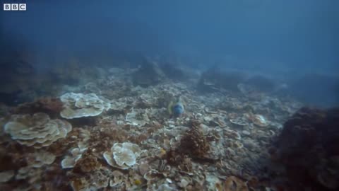 Titan triggerfish aggressively défends Coral Reef