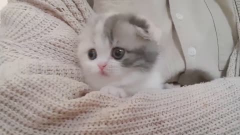 cute kitten videos short leg cat