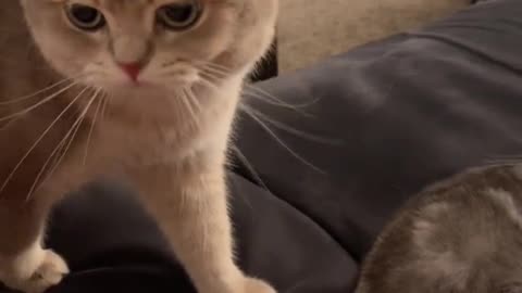 SAD cat need someone to talk.mp4