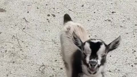 Funny Adorable Baby Goat [Wholesome Video to Make You Smile]