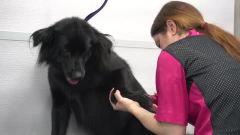 Black Dog Syndrome Pet discrimination