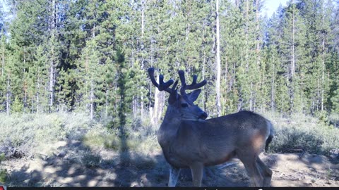 July 2023 Trail cam footage from Central Oregon