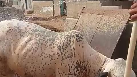 White Cow Showering | گائے #cattlesfarming