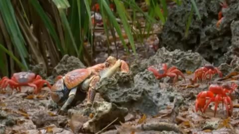 Red crab vs Coconut crab 👀