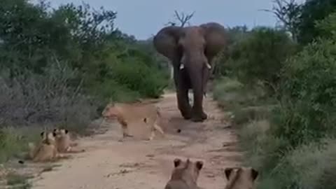 When lions meet an elephant