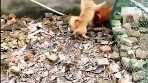 Chiken VS Dog Fights | Funny dog videos | funny chicken fight with dogs