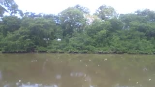 Gravando o mangue de frente no museu de ciências, linda paisagem [Nature & Animals]