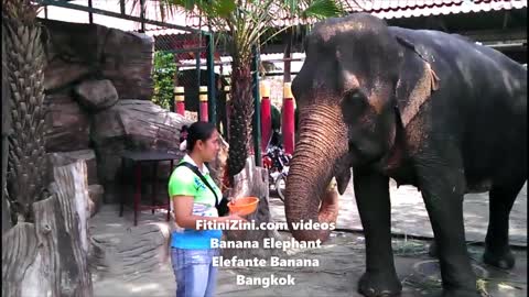 Banana Elephant - Elefante Banana #Bangkok #Thailand #Fitinizini #Fitinizinicom #Fitinizini.com