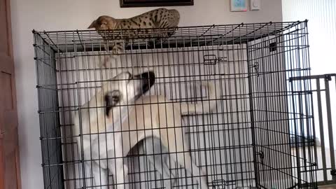 Savannah cat plays with Turkish Kangal pup