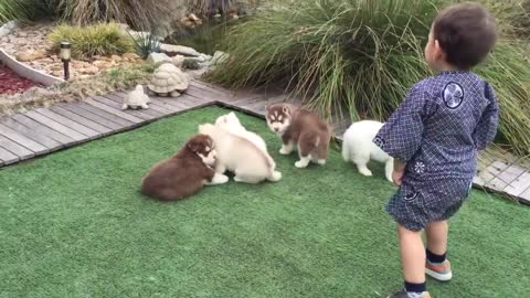 Watch this video if you love husky puppies!