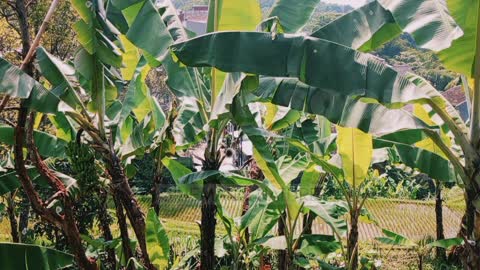 rural atmosphere and banana plantations