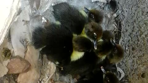 Baby ducks