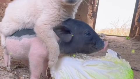 Piggy and puppy are good friends