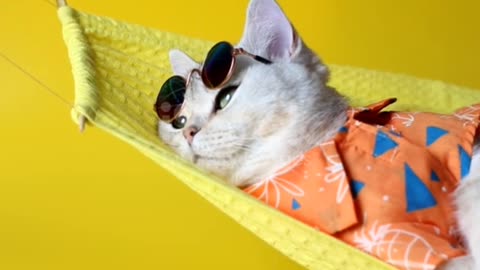 Adorable white cat in sunglasses and an shirt,