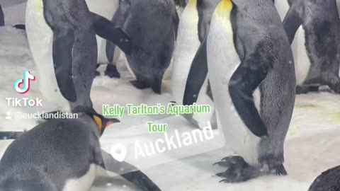 Kelly Tarlton's Aquarium Auckland