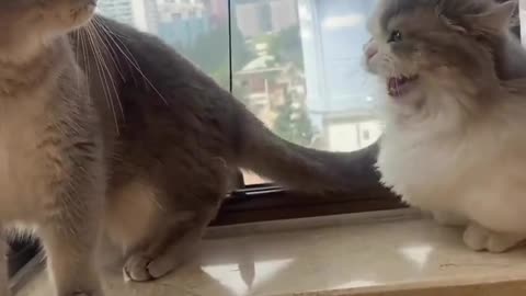 Funny Cat 😹 Attack his Mom 😅 Joy Funny Factory