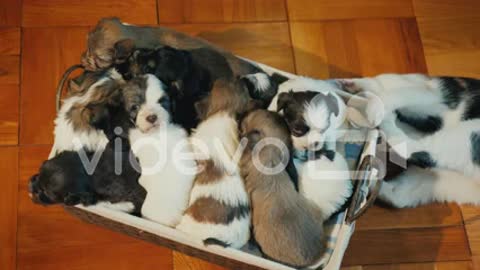 Dog puppies in the box