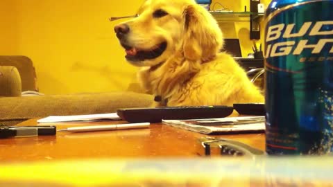 Golden retriever addicted to music