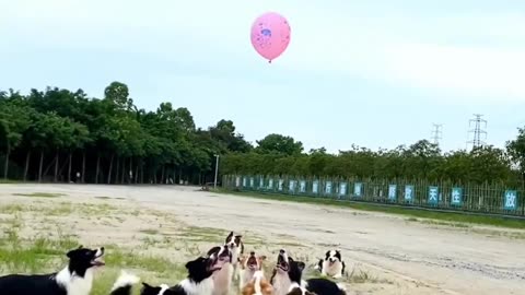 Dogs playing with baloon