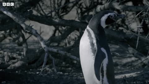 Polish Penguin off by Pumas | Big Cats | Penguins Polished | Penguin Grip