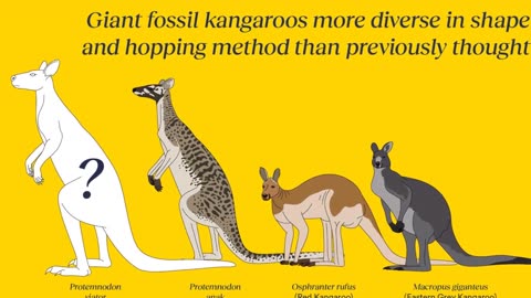 Unusual New Species of Giant Kangaroo Discovered in Australia and New Guinea