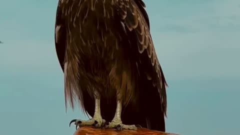 Wings of Power: Exploring the World of Falcons||Wings of Power: Exploring the World of Falcons"