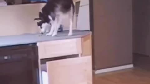 Mind-Blowing,Watch this Clever Husky Solve a Cookie Dilemma with Creative Thinking #Cute #pets