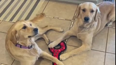 Golden retrievers have stand-off over toy.