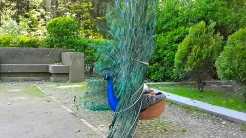 Real con Plumaje Extendido. Peacock with Extended Plumage. Pavo Muticus. Merak Bird beauitful