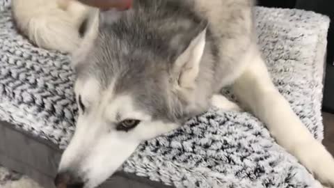 Stubborn Husky lets mom know what he thinks of his new bed