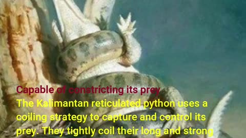 Unique fact (Fakta Unik) Python Sanca Borneo Kalimantan#Short #Rells @faktaanaya