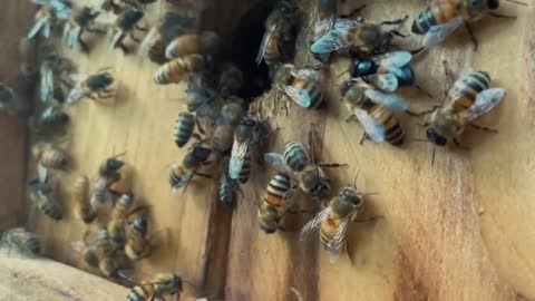 Guard Bees Blocking Chronic Bee Paralysis Bees From Re-Entering Nest