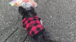 Dog gets new toy