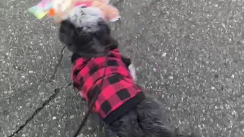 Dog gets new toy