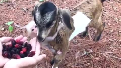 Goat and his little monkey friend.. 😊