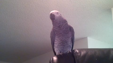 Parrot displays array of learned phrases and sounds
