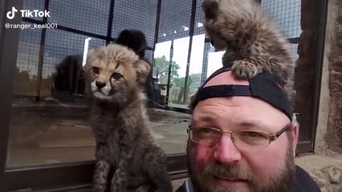 Baby Cheetah sees human for the first time
