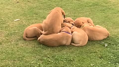 Puppy Rushes To Join Cuddle Puddle