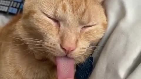 sticking out the tongue of the cat