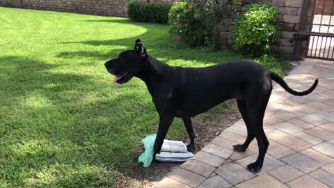 Funny Great Dane Guard Dog Barks And Enjoys Zoomies