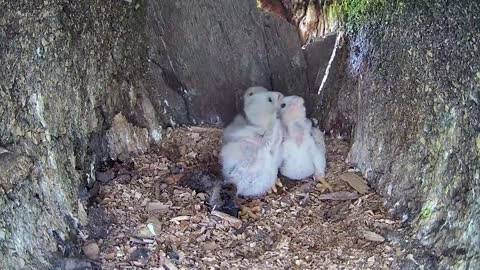 Kestrel Dad Learns to Care for Chicks After Mum Disappears-17