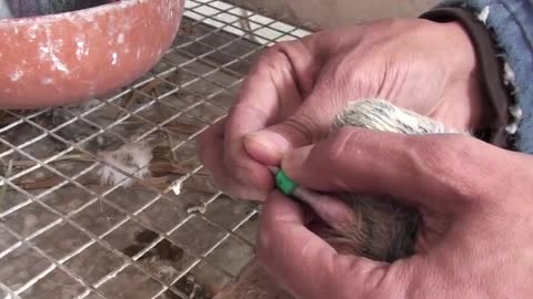 Banding Baby Pigeons