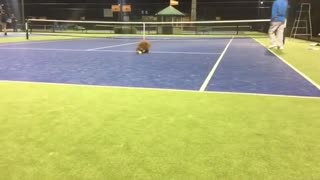 Caniche juega a atrapar pelota en una cancha de tenis